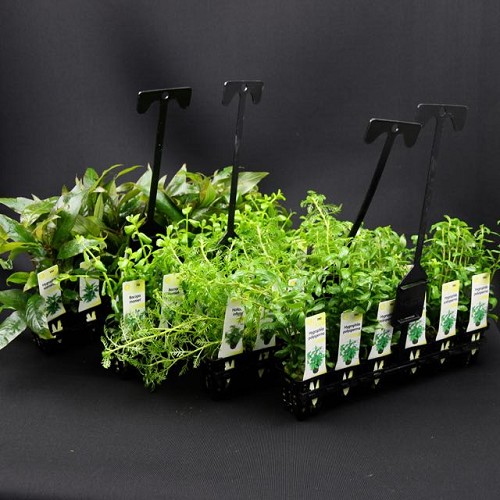 Plant package B 4x6 pc. Average hight